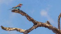 Lilac-breasted Roller / Vorkstaartscharrelaar - Mikumi National Park