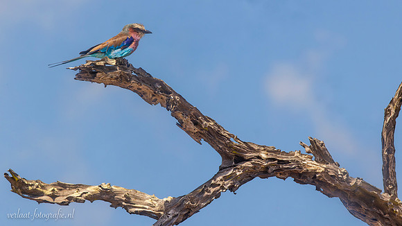 Lilac-breasted Roller / Vorkstaartscharrelaar - Mikumi National Park