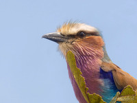 Lilac-breasted Roller / Vorkstaartscharrelaar - Mikumi National Park