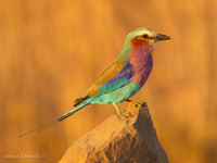 Lilac-breasted Roller / Vorkstaartscharrelaar
