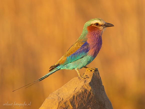 Lilac-breasted Roller / Vorkstaartscharrelaar - Mikumi National Park