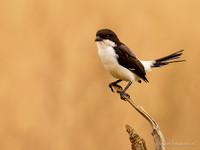 Long-tailed Fiscal / Cabanis' Klapekster - Mikumi National Park