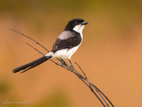 Long-tailed Fiscal / Cabanis' Klapekster - Mikumi National Park