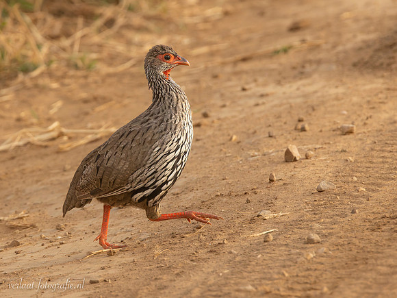 Red-necked Spurfowl / Roodkeelfrankolijn - Mikumi National Park