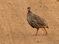 Red-necked Spurfowl / Roodkeelfrankolijn