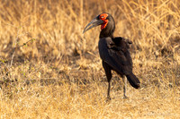 Southern Ground-Hornbill / Zuidelijke Hoornraaf - Mikumi National Park