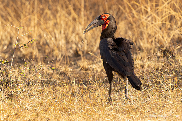 Southern Ground-Hornbill / Zuidelijke Hoornraaf - Mikumi National Park