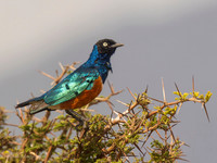 Superb Starling / Driekleurige Glansspreeuw - Mikumi National Park