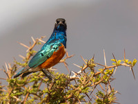 Superb Starling / Driekleurige Glansspreeuw - Mikumi National Park