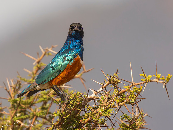 Superb Starling / Driekleurige Glansspreeuw - Mikumi National Park