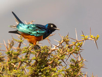 Superb Starling / Driekleurige Glansspreeuw