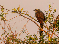 White-browed Coucal / Wenkbrauwspoorkoekoek