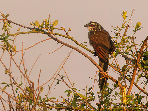 White-browed Coucal / Wenkbrauwspoorkoekoek - Mikumi National Park