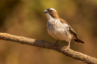 White-browed Sparrow-Weaver / Mahaliwever