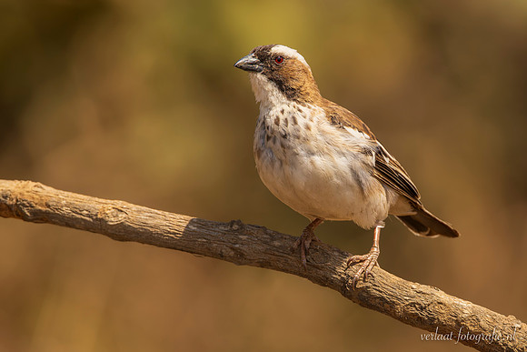 White-browed Sparrow-Weaver / Mahaliwever - Mikumi National Park