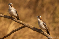 White-browed Sparrow-Weaver / Mahaliwever - Mikumi National Park