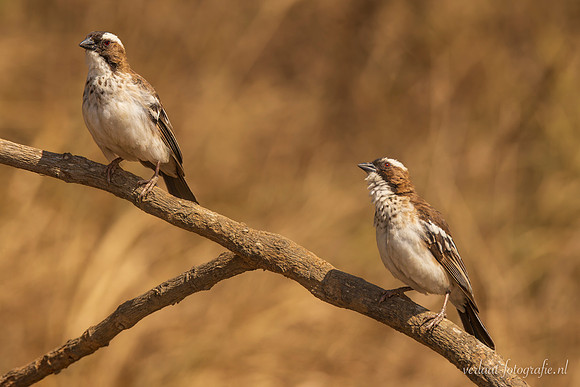 White-browed Sparrow-Weaver / Mahaliwever - Mikumi National Park