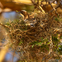 White-browed Sparrow-Weaver / Mahaliwever - Mikumi National Park