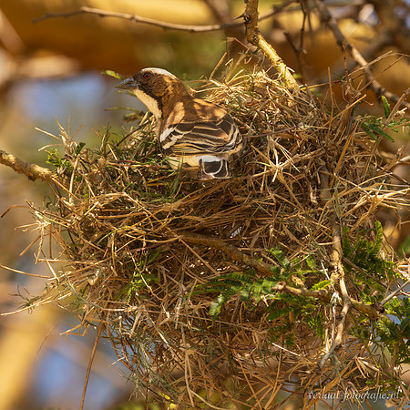White-browed Sparrow-Weaver / Mahaliwever - Mikumi National Park