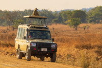 Baboon / Baviaan - Mikumi National Park