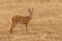 Bohor Reedbuck / Bohorrietbok