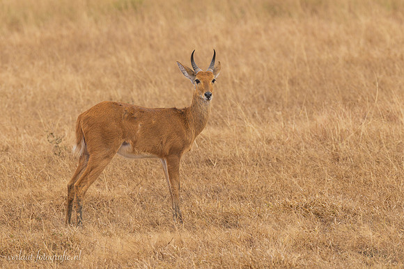 Bohor Reedbuck / Bohorrietbok - Mikumi National Park