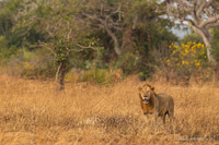 Lion / Leeuw - Mikumi National Park