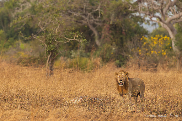 Lion / Leeuw - Mikumi National Park