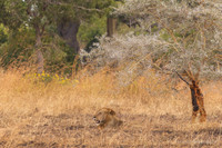Lion / Leeuw - Mikumi National Park