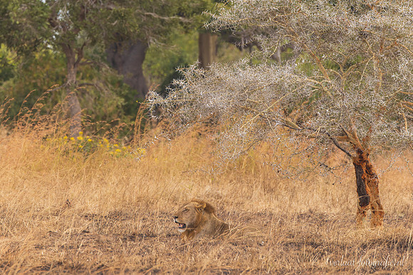 Lion / Leeuw - Mikumi National Park