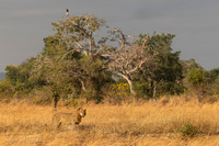 Lion / Leeuw - Mikumi National Park