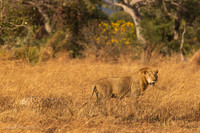 Lion / Leeuw - Mikumi National Park