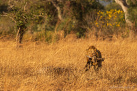Lion / Leeuw - Mikumi National Park