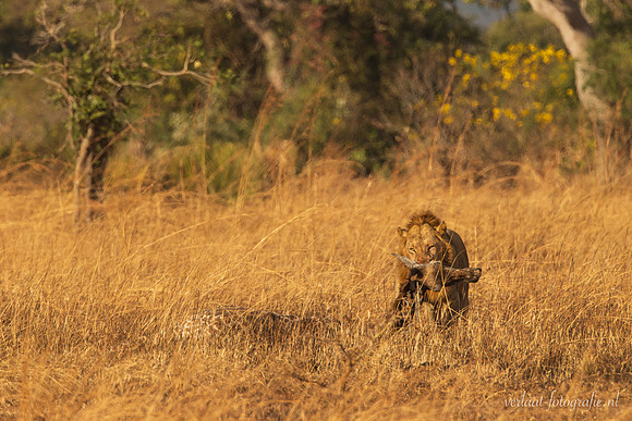 Lion / Leeuw - Mikumi National Park