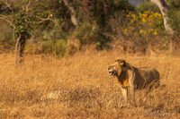 Lion / Leeuw - Mikumi National Park