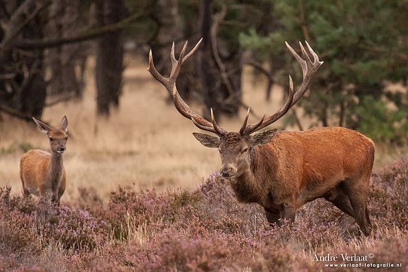 Edelhert / Red Deer - Hoge Veluwe, The Netherlands