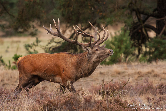 Edelhert / Red Deer - Hoge Veluwe, The Netherlands