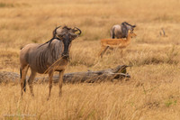 Wildebeest / Gnoe - Mikumi National Park