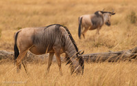 Wildebeest / Gnoe - Mikumi National Park