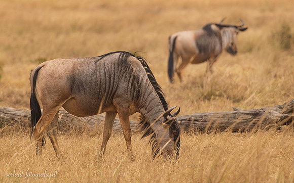 Wildebeest / Gnoe - Mikumi National Park