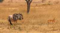 Wildebeest / Gnoe - Mikumi National Park