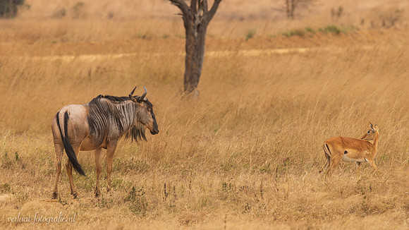 Wildebeest / Gnoe - Mikumi National Park