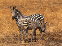 Zebra / Zebra - Mikumi National Park