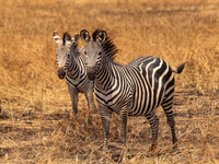Zebra / Zebra - Mikumi National Park