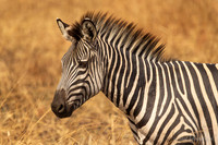 Zebra / Zebra - Mikumi National Park