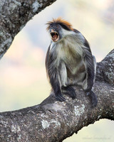 Udzungwa Red Colobus / Udzungwa rode franjeaap