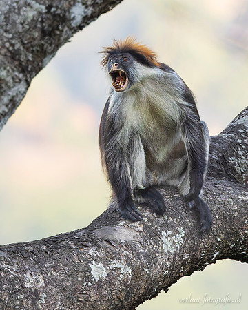 Udzungwa Red Colobus / Udzungwa rode franjeaap - Udzungwa National Park