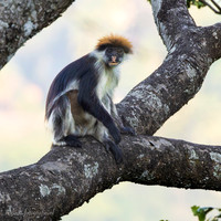 Udzungwa Red Colobus / Udzungwa rode franjeaap - Udzungwa National Park