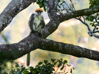 Udzungwa Red Colobus / Udzungwa rode franjeaap - Udzungwa National Park