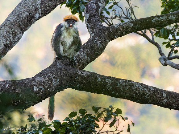 Udzungwa Red Colobus / Udzungwa rode franjeaap - Udzungwa National Park